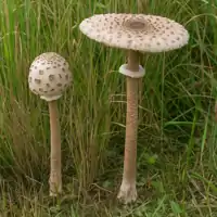 Bedľa vysoká