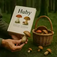 Huby a hríby v lese