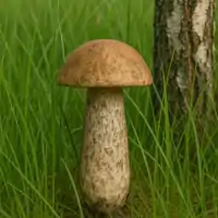 Kozák brezový