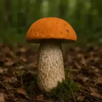 Kozák osikový