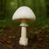 Muchotrávka končistá