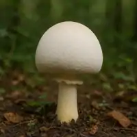 Pečiarka páchnuca