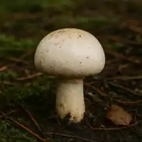 Pečiarka poľná