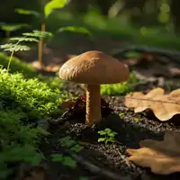 Suchohríb hnedý